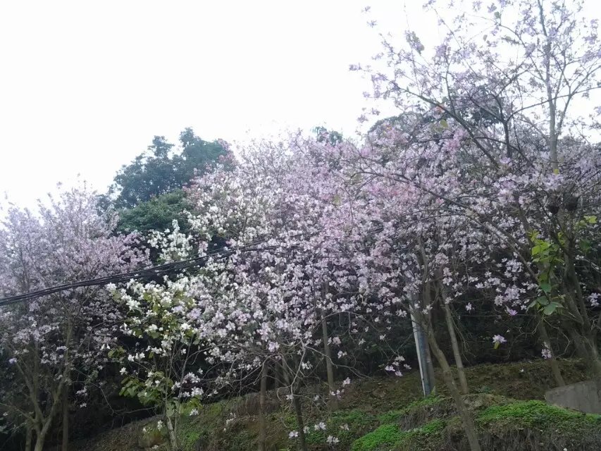 庄杰化工天麓湖生态公园一日游——禾雀花开，气象万新
